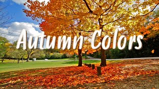 Uplifting Morning Music with Autumn Colors 🍁 Experience Autumn