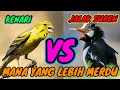 Kicau Burung Kenari Vs Jalak Suren Mana Yang Lebih Merdu Very Melodious Bird Sounds Mp3 - Mp4 Download