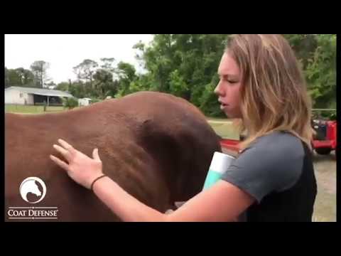 Vidéo: Comment traiter la pourriture due à la pluie chez les chevaux