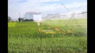 Mustard Cover Cropping in Potatoes: Farmer-to-Farmer Case Study Series