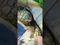 22 май 2026 г.Шипоопашата сухоземна костенурка, Testudo, Казанка