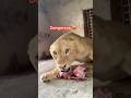 Dangerous lions 😡😱 #wildliferescue 😱 #bigcats #largecats #tigerspotted #bigcat #lionnation 😱