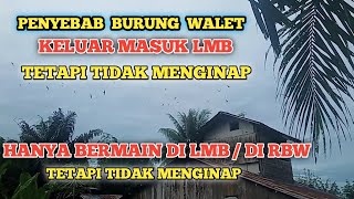 PENYEBAB BURUNG WALET KELUAR MASUK LMB TETAPI TIDAK MENGINAP