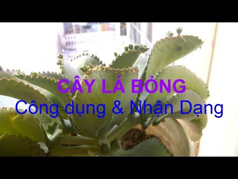 CÂY LÁ BỎNG là cây gì?? và có Công Dụng gì đối với sức khỏe chúng ta?? _ Cây thuốc Việt Nam
