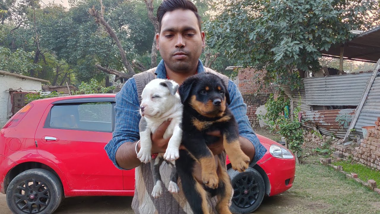 German Shepherd, American Bully and Rottweiler 9728011133, 9319811881- Doggyz World