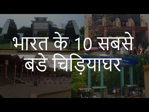 वीडियो: शहर में कौन से पक्षी रहते हैं? फोटो और विवरण