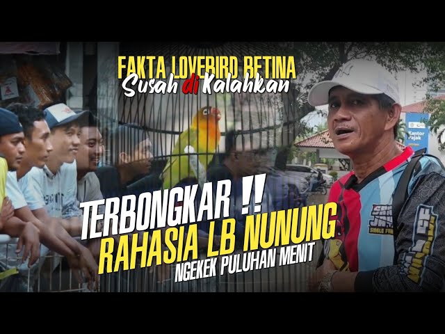 FAKTA!! lovebird betina susah di kalahkan !!! lb Nunung Sriwijaya sf palembang class=