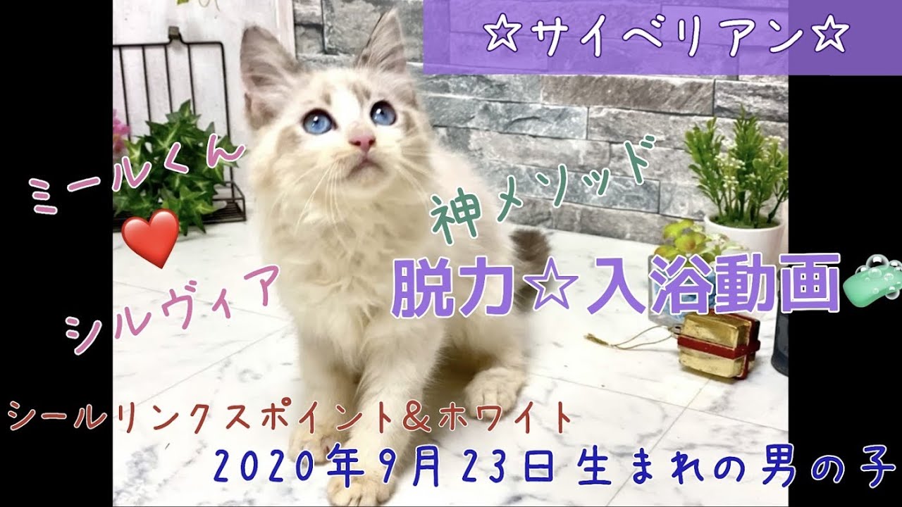 神メソッド 入浴動画 ナナハチ S Room サイベリアン シールリンクスポイント ホワイトの男の子 0103 Youtube 神メソッド 入浴動画 ナナハチ S Room サイベリアン シールリンクスポイント ホワイトの男の子 0103 Youtube