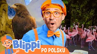 Chodźmy do zoo, cz. 1 | 📙Blippi po polsku📙Nauka i zabawa dla Dzieci