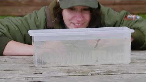 RAA Online - Let’s Go Mucking Macroinvertebrate Identification Video