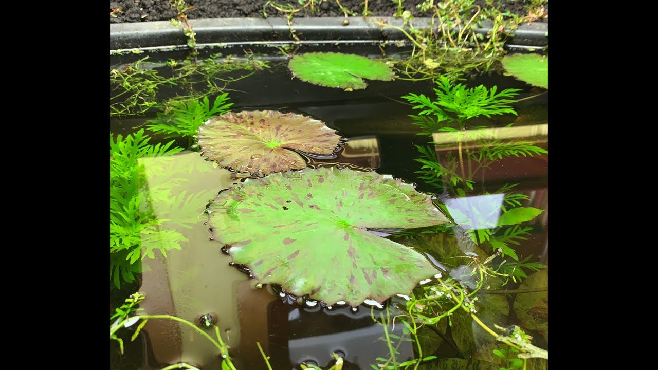 Ropefish breeding Q & A. YouTube