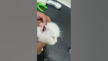 Cat Kitten Ear cleaning how to clean cat ear #cat #cats #kitten #pets #petowner #catgrooming #cute 😸