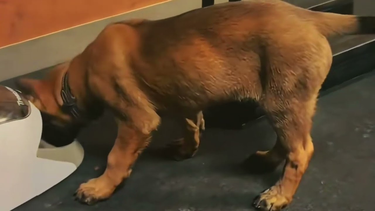 Law Enforcement Dog Handling Power & Partnership!