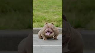 #amerikan #bulli #dog so #cut #dog🐕🥰💫 #breeds