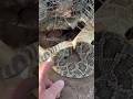 Super sketchy snake call 😮 full video coming #youtube #snake #wildliferescue #video #viral
