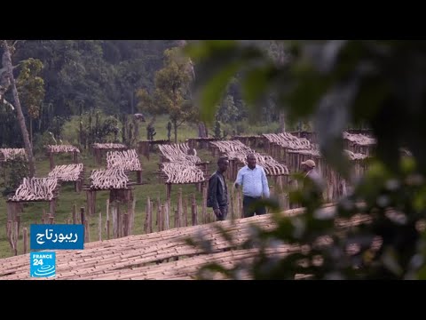 مزارع إثيوبي يحصد المرتبة الأولى لأفضل قهوة فيباع الكأس الواحد منها ب65 دولارا
