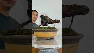 #bonsaimini #bonsai #bonsaitree