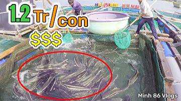 Cách Nuôi Loài Cá Đặc Sản Của Biển | Dễ Nuôi Và Nhanh Lớn