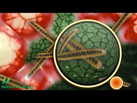 Video: Di manakah sphingomonas paucimobilis ditemui secara semula jadi?