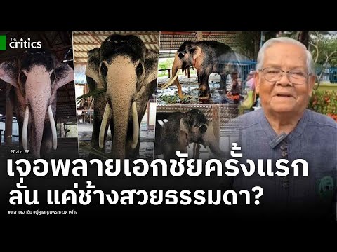 ผู้ดูแลคุณพระเศวต เจอพลายเอกชัยครั้งแรก ลั่น เป็นช้างสวยธรรมดา?