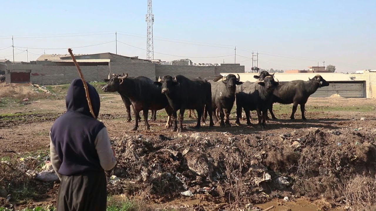 سلالة للحمى القلاعية تصل العراق للمرة الأولى وتهدد حياة الجواميس | AFP