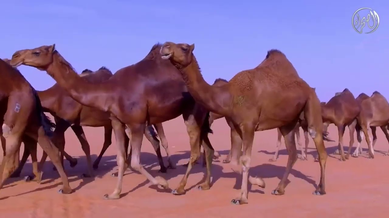 منقية الدهم لمالك الإبل  بندر بن سالم بابقي   مهرجان الملك عبدالعزيز للإبل6