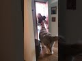 Mugsy the Newfie opens the door for mom and his new baby sister!