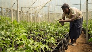 Climate-Smart Farming Helps a Community in Kenya Thrive in the Face of Climate-Change