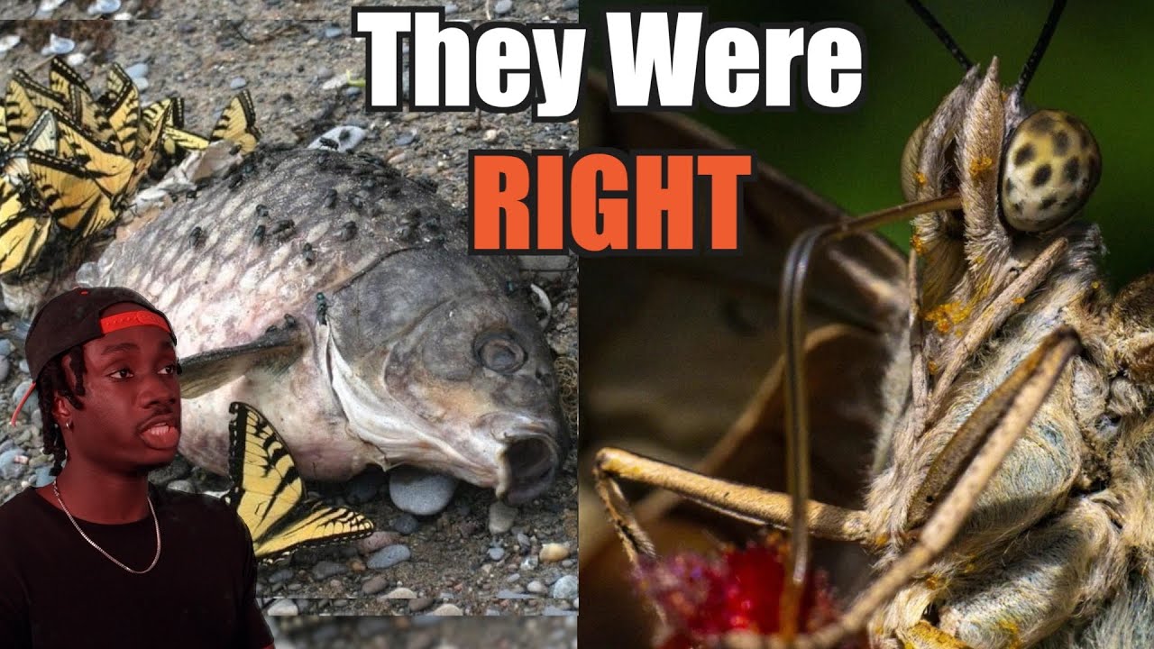 Why You Owe People Afraid of Butterflies an Apology