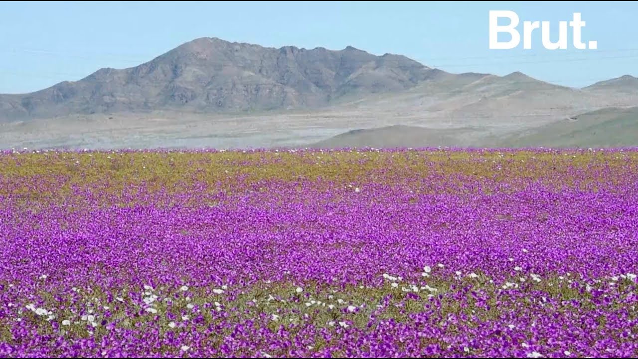 atacama fleurs