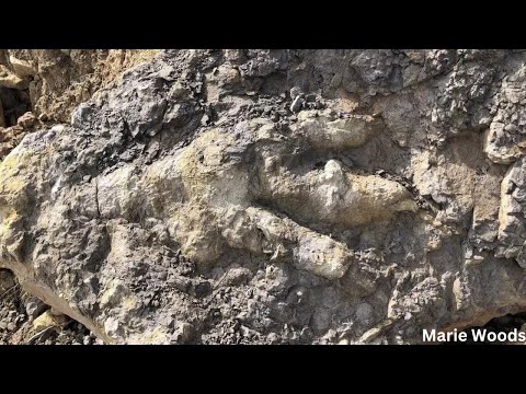Βίντεο: Πού βρέθηκε ο μεγαλόσαυρος;