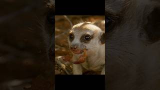 Hunting Lessons for the Little Meerkat #animals #wildlife #short