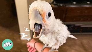 Cockatoo Starts Jamming To Rock Songs. Lady Left Speechless | Cuddle Buddies