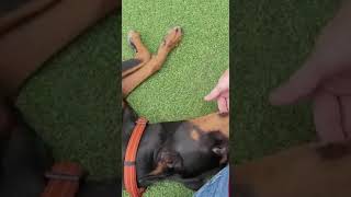 of adoptable pet named Chanel 2996