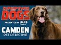 Pet Detective: Camden | Superpower Dogs