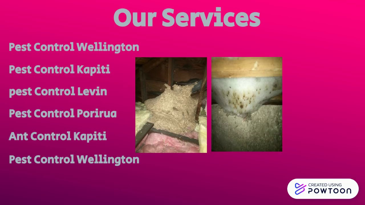 Discover Pest Control, Visit The Pest Man