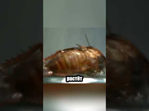 Ужас природы: оса превращает таракана в живую колыбель 🐝🐛