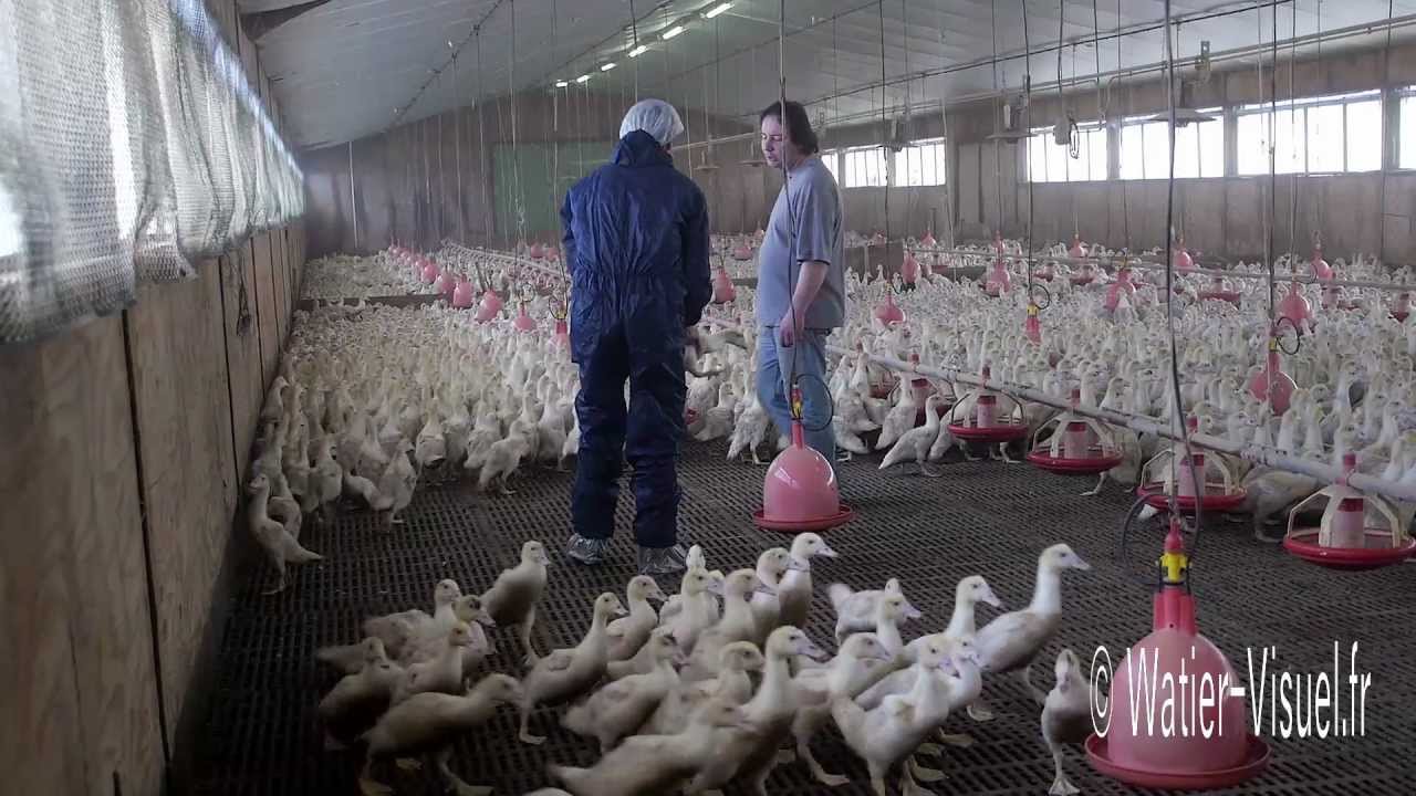 elevage des canards