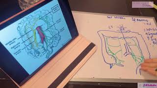 Vessels Of Gut Part 3 Inferior Mesenteric Artery