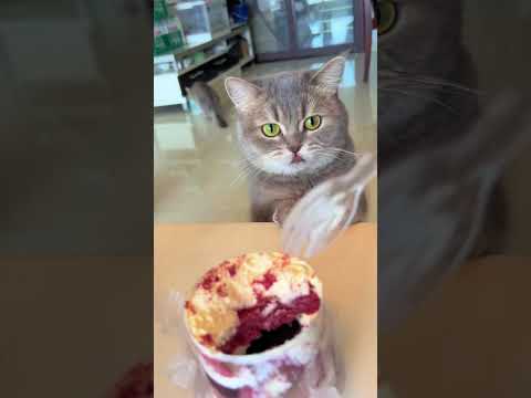 Determined cat tries to steal cake in Chongqing, China