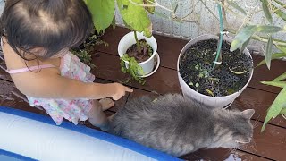 蛙が背中に張り付いていることを気付かず探し続ける猫　ノルウェージャンフォレストキャットA cat looking for a frog to ride on its back. Norwegian.