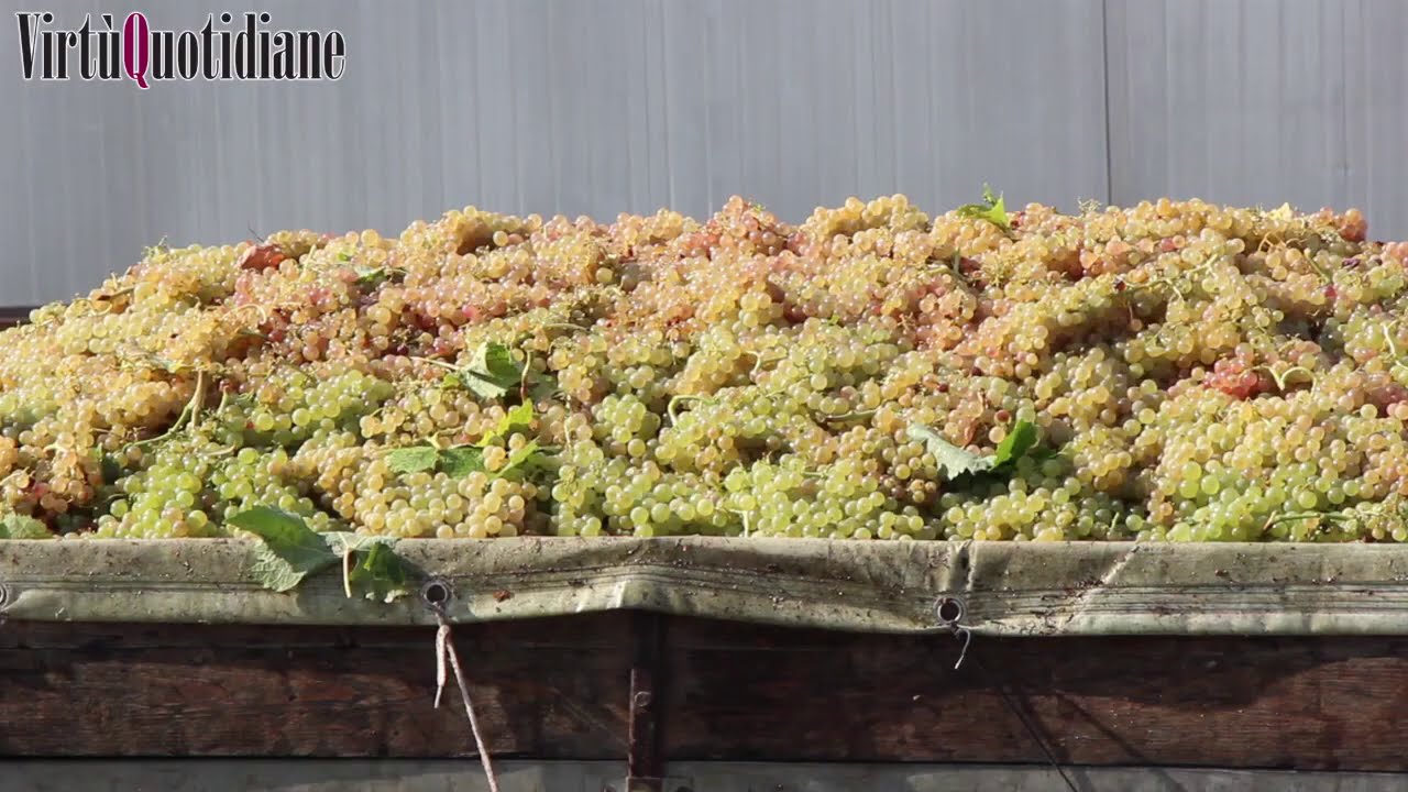 TOLLO, UN VIAGGIO NELLA CAPITALE ABRUZZESE DEL VINO NEL PIENO DELLA VENDEMMIA