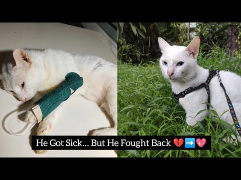 My Cat Yuki’s Recovery Story 🐾 | From Pain to Healing (Life Update + Vet Experience) #cat