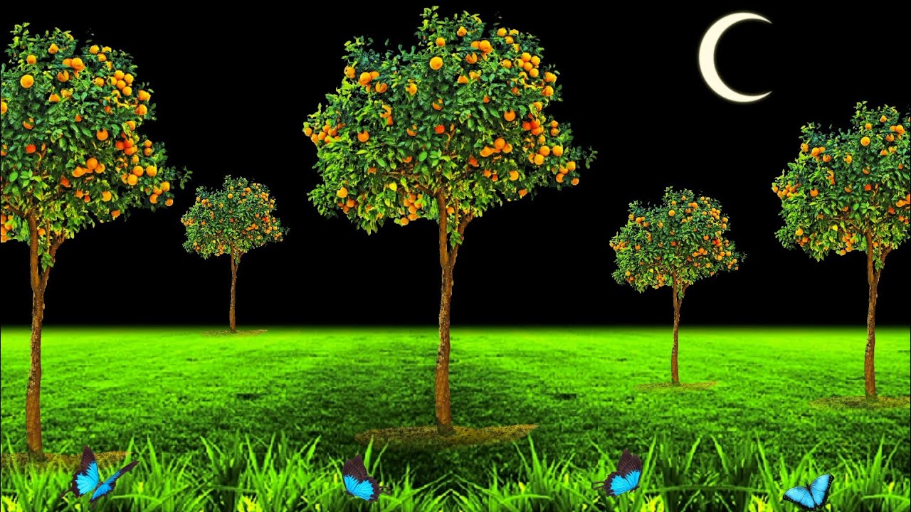 Nature Background Video /Background Video Effects hd /Garden Tree Black Screen /Black Screen Effects