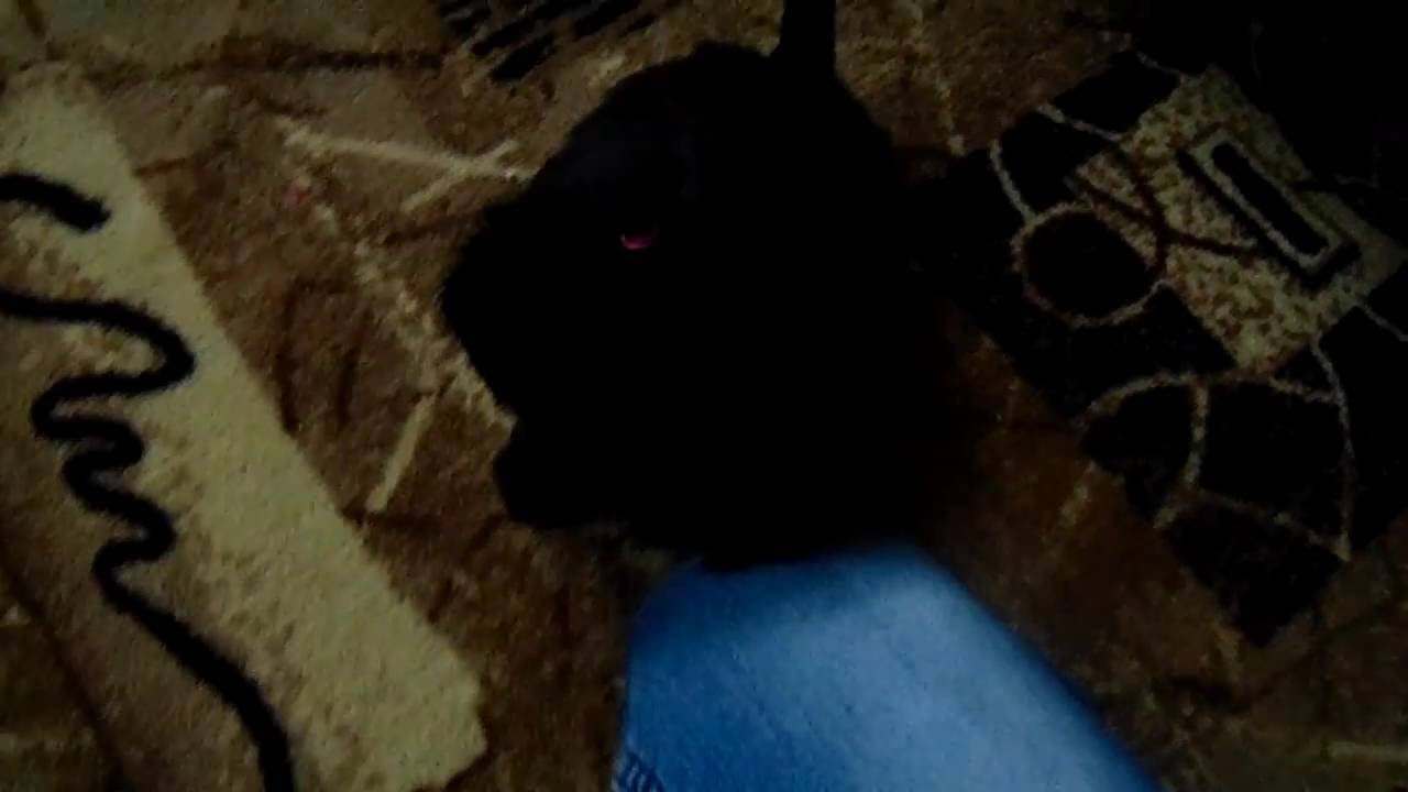 Метис йоркширского терьера с чихуахуа