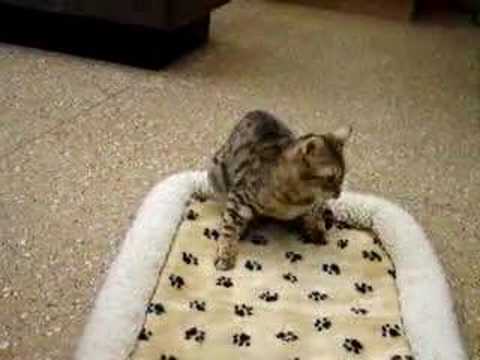 Bilateral Vestibular Cat - YouTube