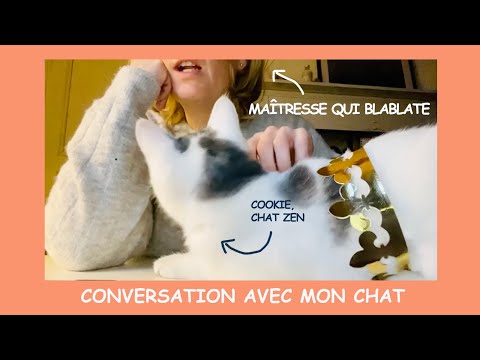 Conversation avec mon chat - Chat 56