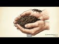 How to Deploy DalotiaForce Rove Beetles for Natural Pest Control