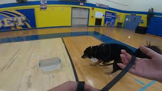 AKC Scentwork Advanced Buried Search