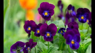 Seni Yazdım - Rock - Arabesk - Fusion Edit